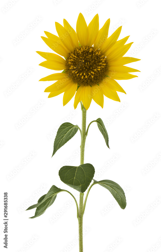 Fototapeta premium Closeup of a blooming sunflower isolated on white background