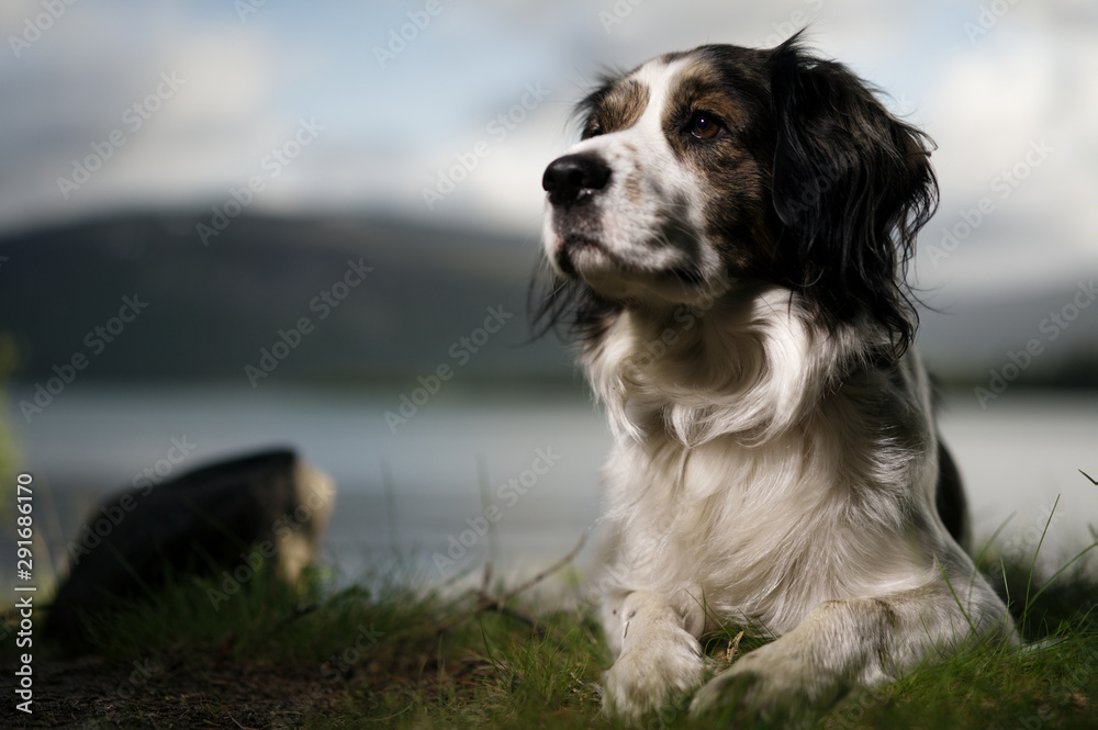 Portrait of a dog lying on the grass. Strongly blurred background with clouds, lake, mountains.