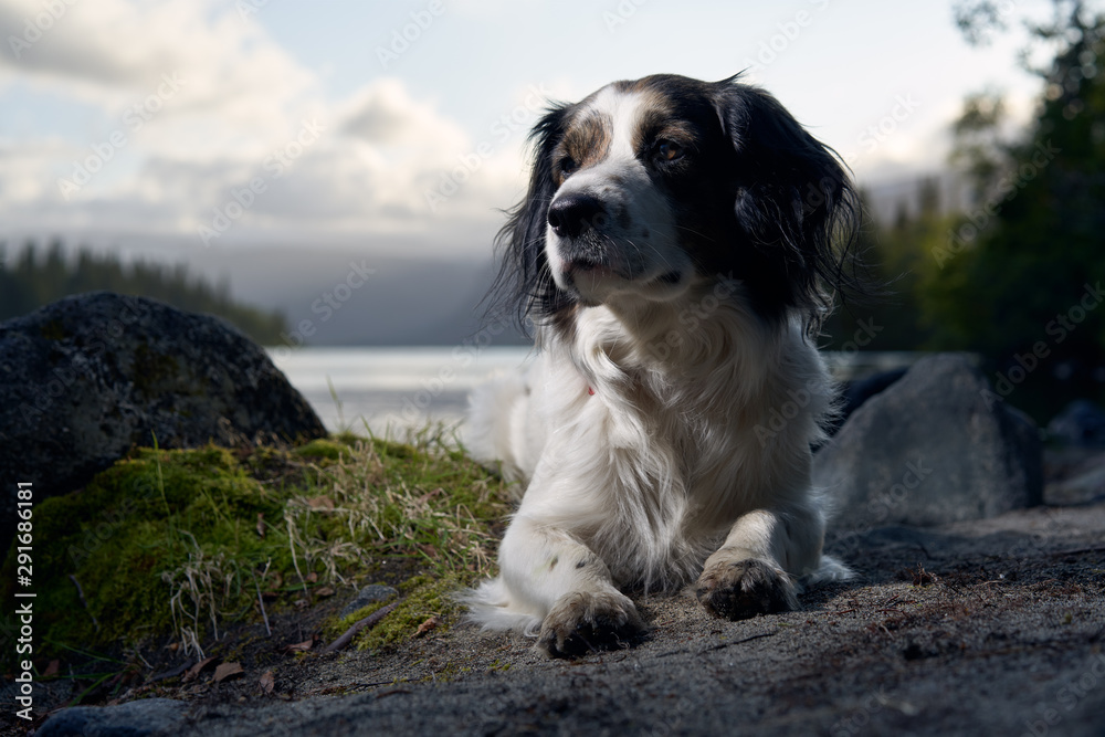 Portrait of a dog lying by the lake. Blurred background with clouds, mountains. Portrait of a dog lying by the lake. Blurred background with clouds, mountains.