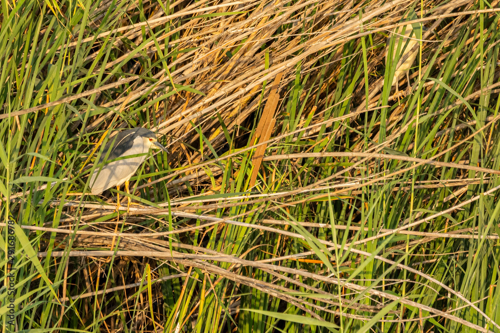 Night heron (nycticorax nycticorax) in Albufera of Valencia at sunset.