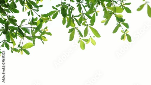 Wallpaper Mural Close up leaves of Ivory Coast Almond Tree blowing in the wind with bright sky background, Nature background. Torontodigital.ca