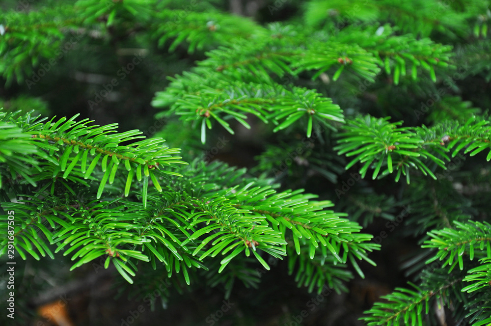 Closeup of  fir-tree tree branches
