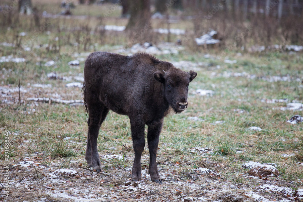 Calf of Large brown wisent or european brown bison with big horn and brown eyes in the winter forest.