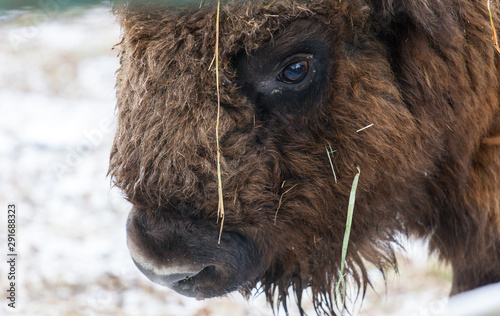 Portrait of Large brown wisent or european brown bison with big horn and brown eyes in the winter forest.