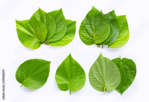 Green betel leaves, Fresh piper betle on white. photo