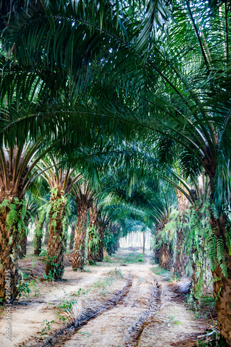 row of palm trees plantation