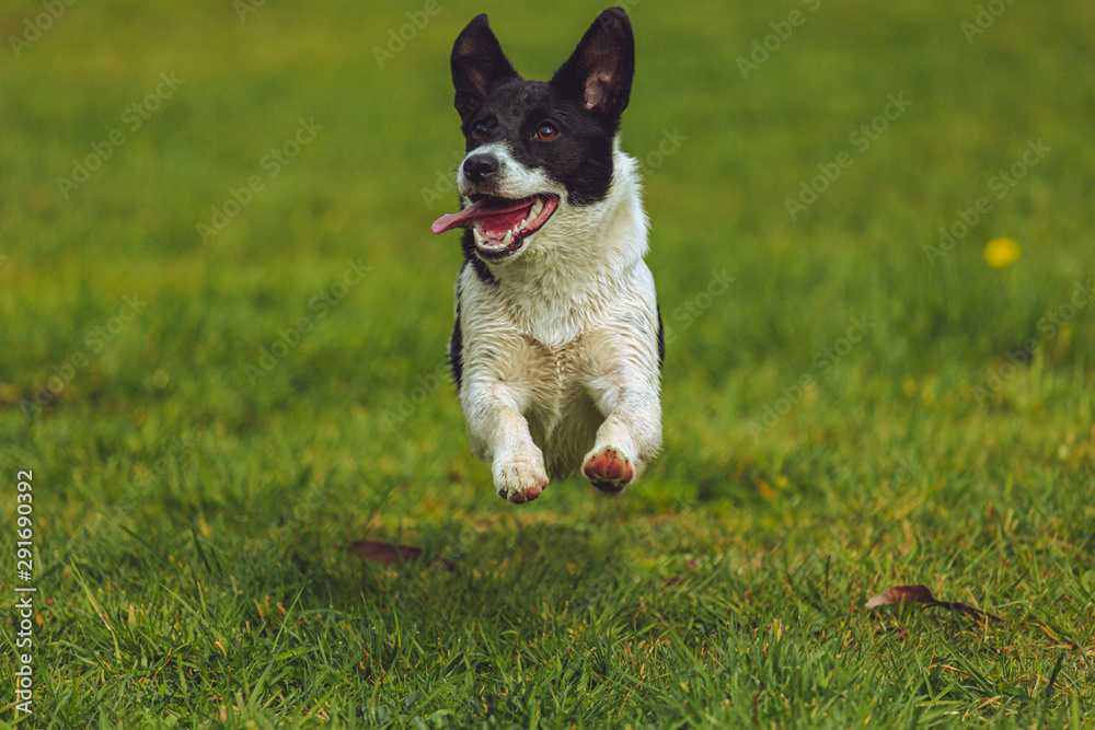 dog playing on grass