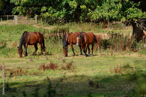 3 bay horses grazing in an English field © Kaboodle