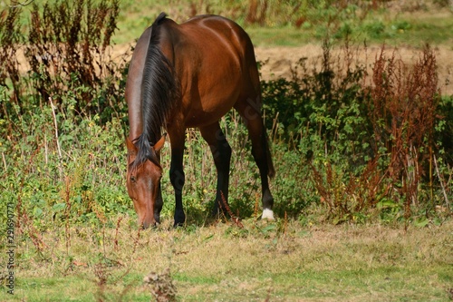 Handsome bay horse grazing in English field