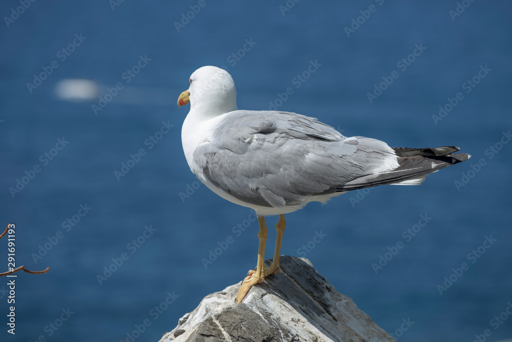 Fototapeta premium Seabird V