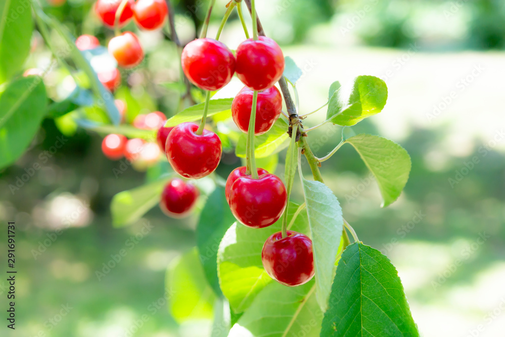 Obraz premium sour cherry