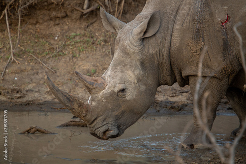 A large dominant male white rhino covered in mud drinking water