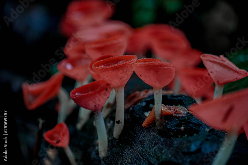 champagne red cup mushroom
