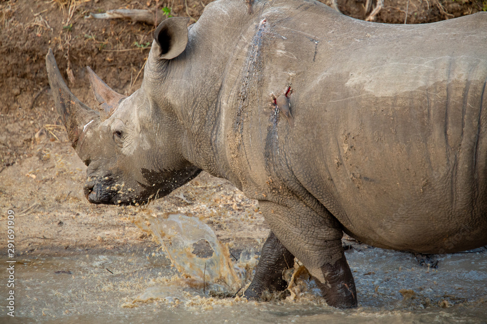 A large dominant male white rhino covered in mud drinking water A large dominant male white rhino covered in mud drinking water