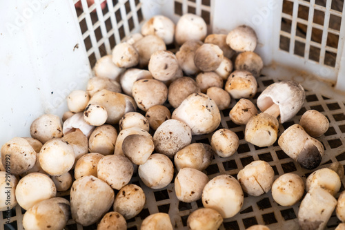 Fresh Straw Mushroom from Farm in the Plastic Basket