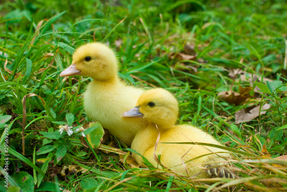 Baby Muscovy Ducklings