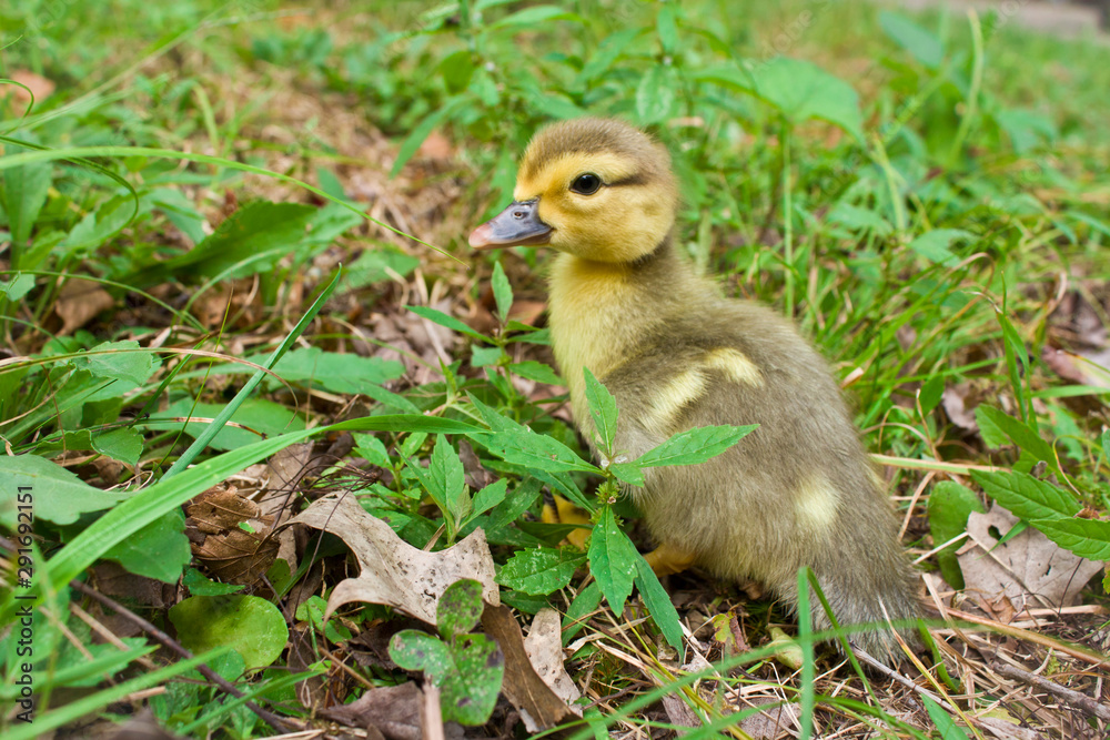 Obraz premium Baby Muscovy Ducklings