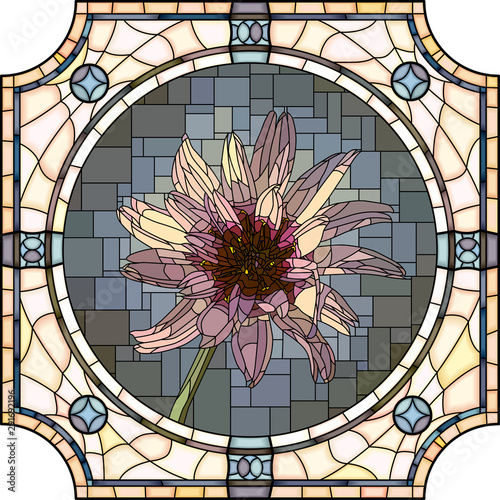 Vector illustration of blooming Catananche.