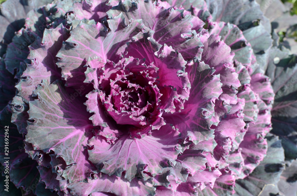 Obraz premium flower cabbage on sunny day purple and green leaves botanical wallpaper