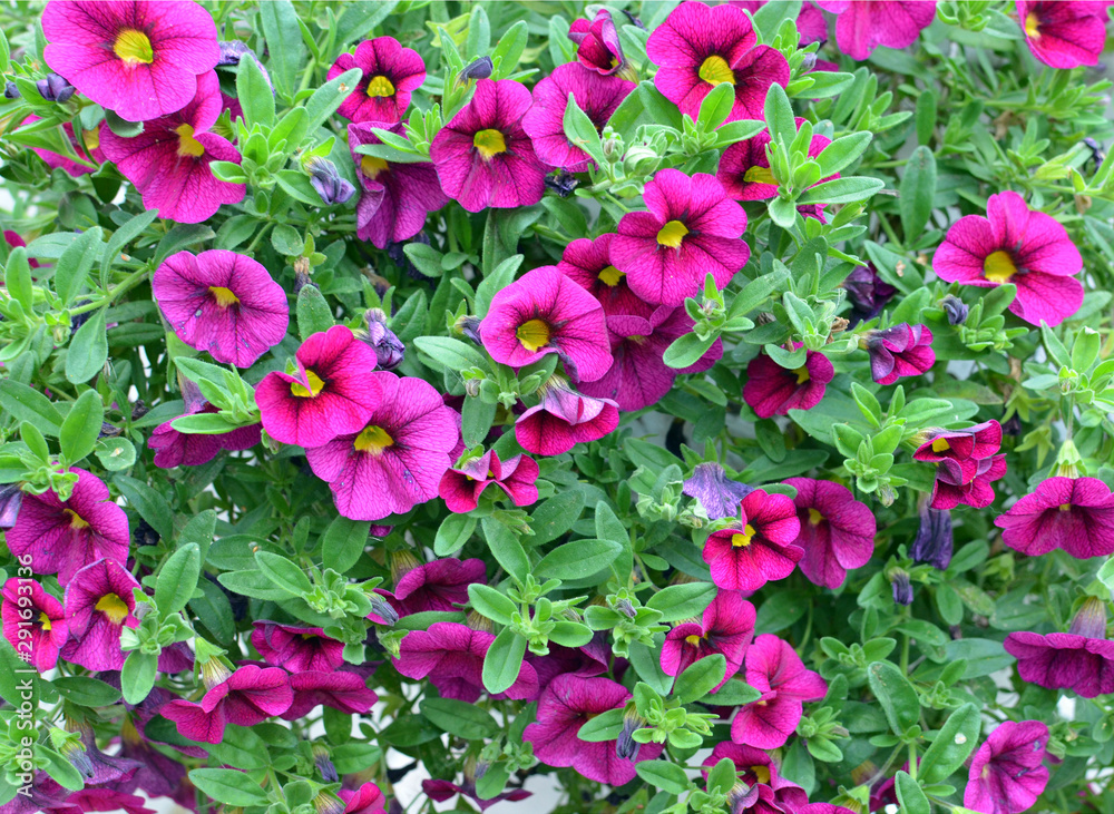Purple, magenta petunia flower background with green leaves