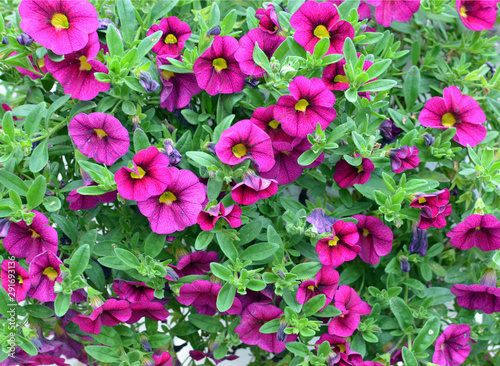 Purple  magenta petunia flower background with green leaves