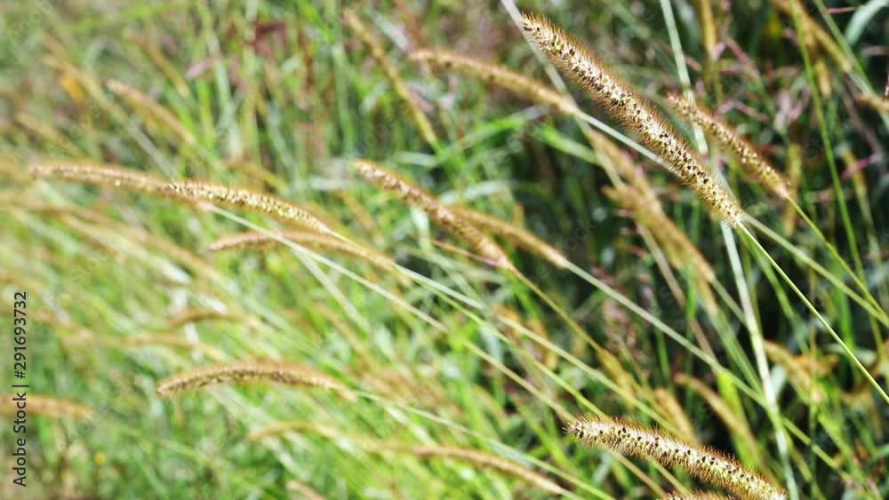 Foxtail grass blowing in the wind Foxtail grass blowing in the wind
