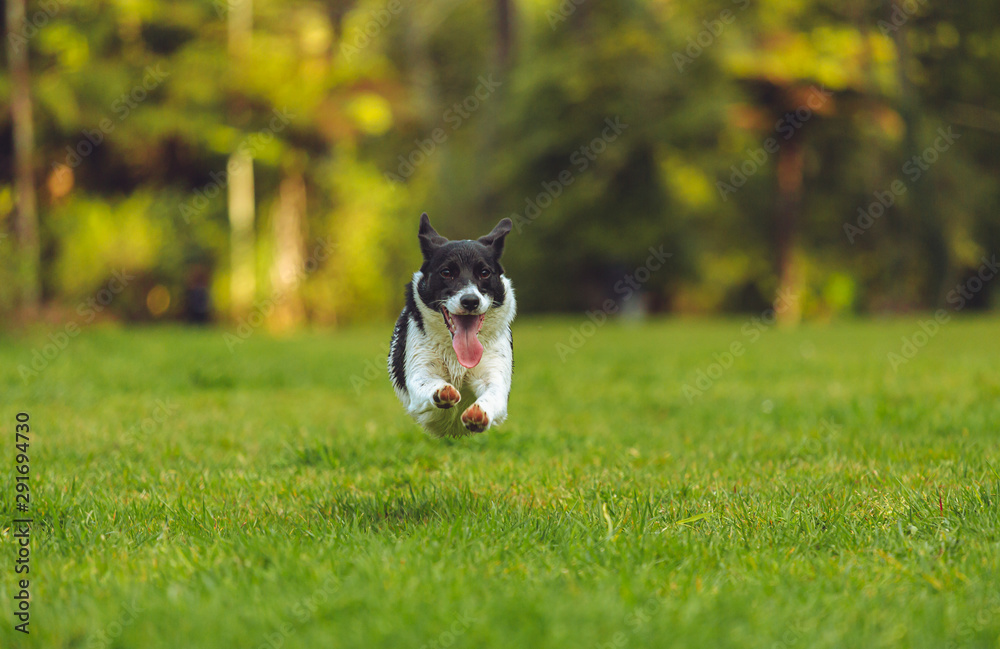dog on green grass dog on green grass