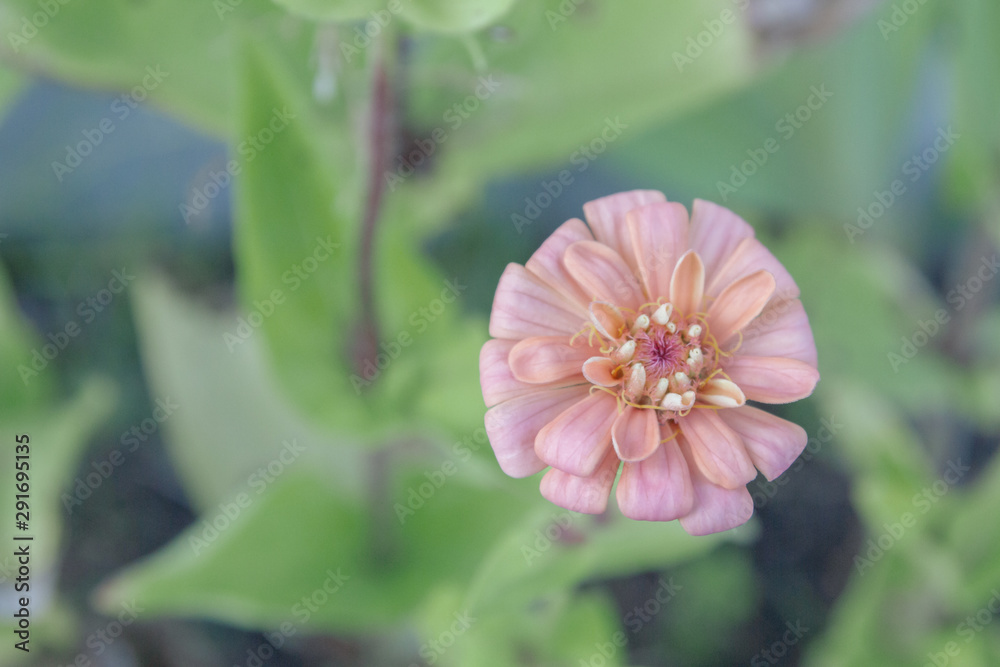 Bright beautiful garden flowers grow in the summer on the street Bright beautiful garden flowers grow in the summer on the street