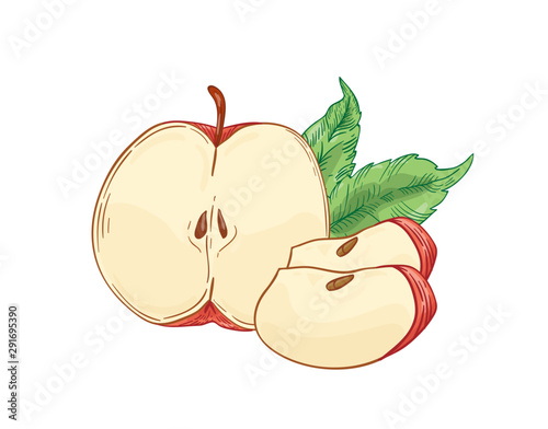 Red apple slices hand drawn vector illustration