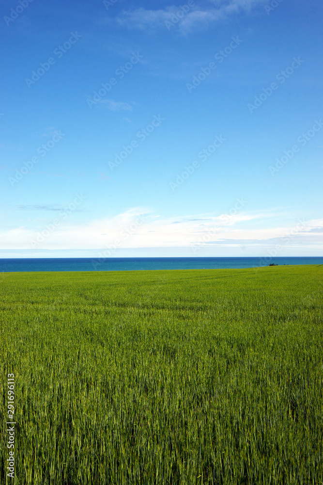 Green fields blue sky ocean New Zealand