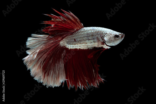 Red and white beautiful Siamese fighting fish long tail and fin swimming on black background.