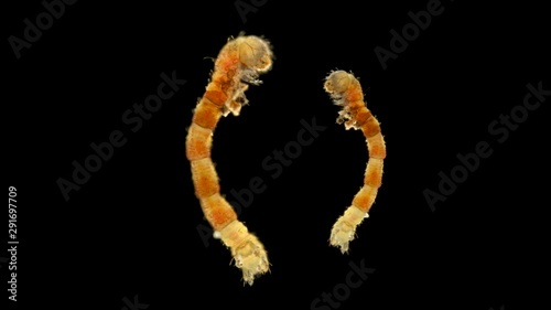 The caterpillar-shaped or eruciform larva under the microscope has 3 pairs of pectoral legs and 2 8 pairs of short abdominal legs: scorpion larvae, butterfly caterpillars, sawfly caterpillars. photo