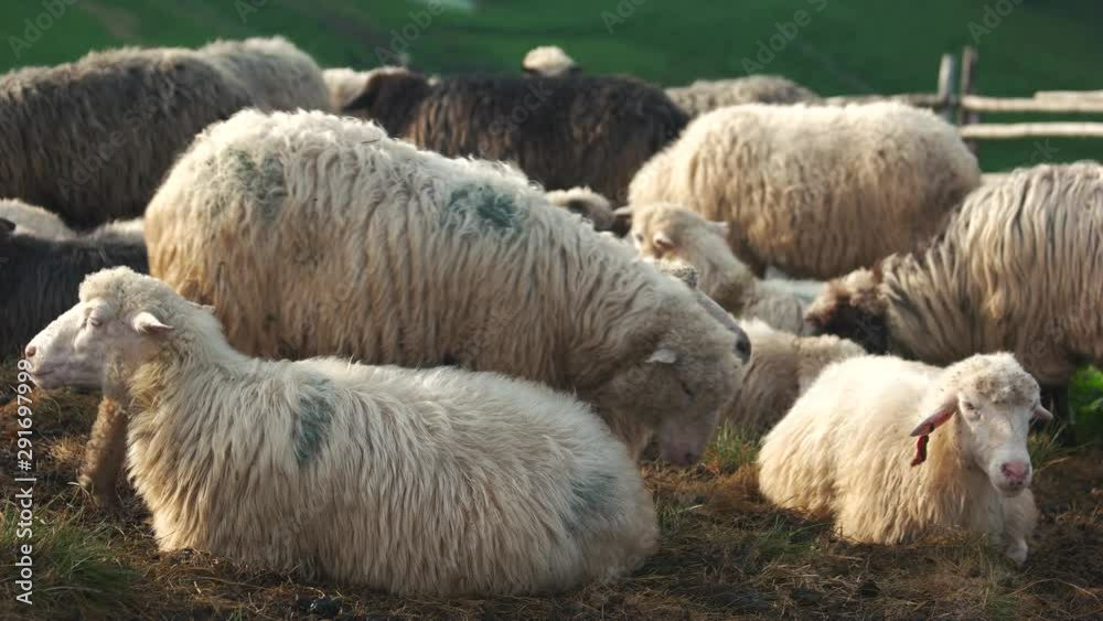 Sheeps in the field. Flock of sheep on the hill. Healthy meat production. Sheeps in the field. Flock of sheep on the hill. Healthy meat production.