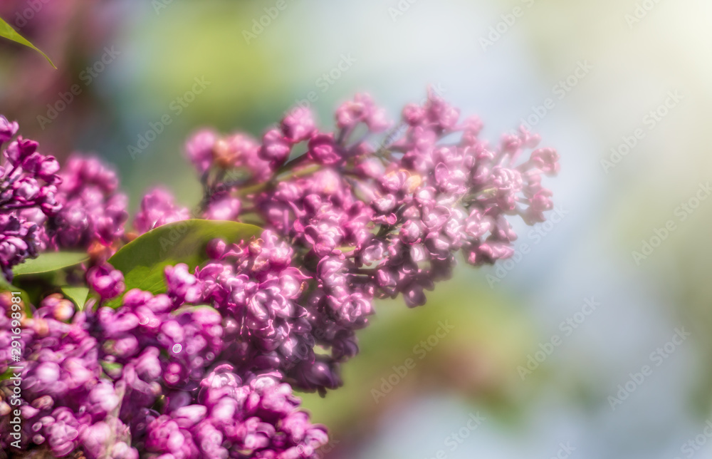 blossoming branch of a pink lilac blossoming branch of a pink lilac