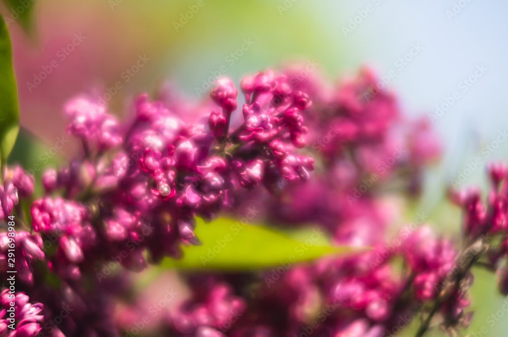 blossoming branch of a pink lilac blossoming branch of a pink lilac
