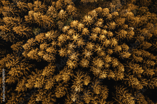 Herbst Wald von oben mit der Drohne fotografiert photo