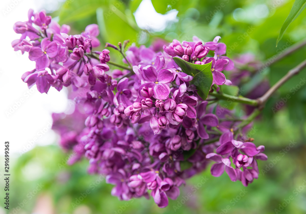 blossoming branch of a pink lilac blossoming branch of a pink lilac