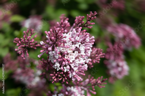 blossoming branch of a pink lilac