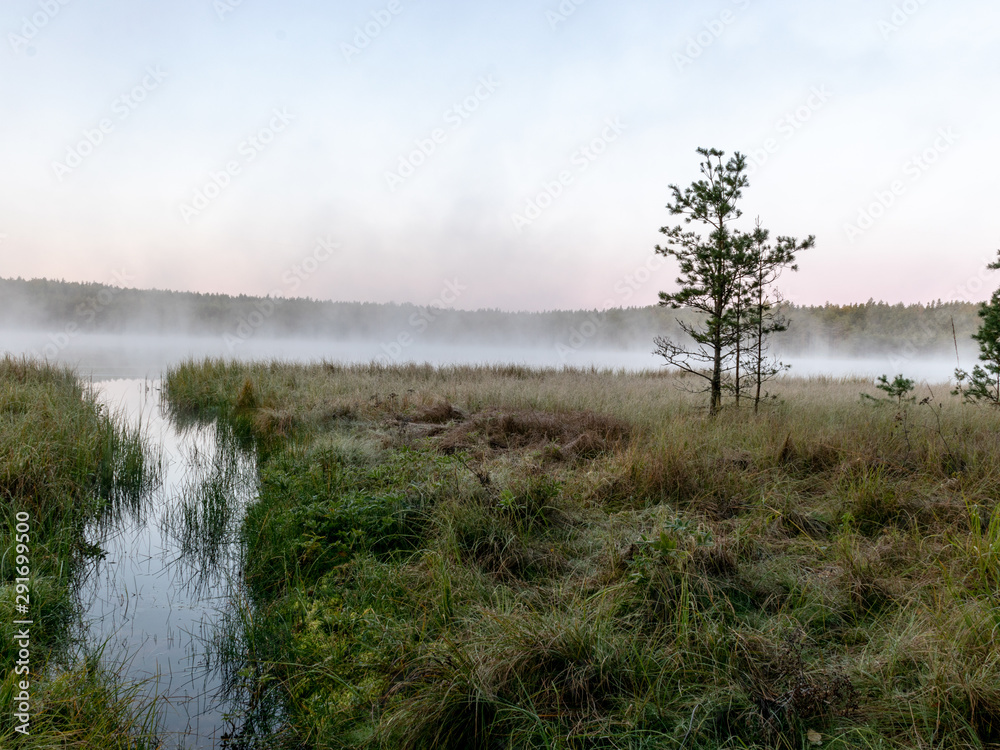Scenic view from swamp , morning landscape with fog over a small forest lake and swamp at autumn morning, frost, beautiful reflections, Driskina lake, Raiskums parish, Latvia Scenic view from swamp , morning landscape with fog over a small forest lake and swamp at autumn morning, frost, beautiful reflections, Driskina lake, Raiskums parish, Latvia