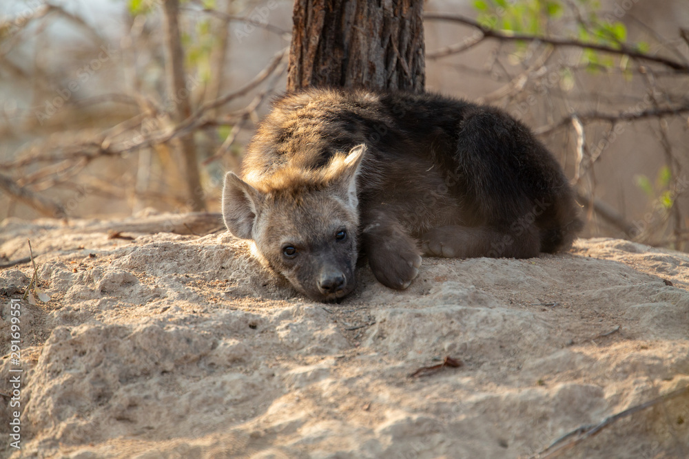 Aa clan of Hyaena relaxing around the entrance to a den feeding and suckling Aa clan of Hyaena relaxing around the entrance to a den feeding and suckling