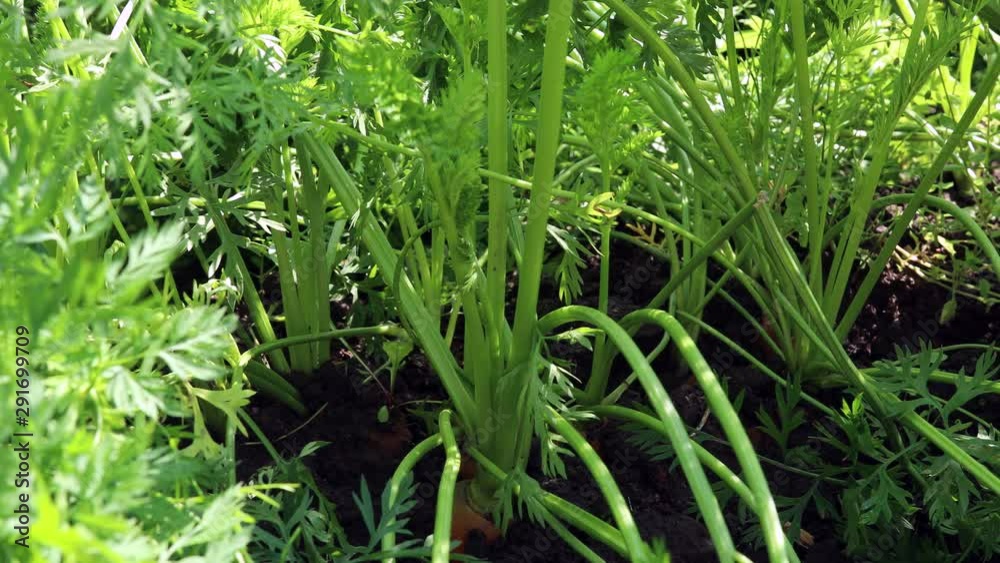 Carrots out of the ground. 4k Vegetable roots Carrots out of the ground. 4k Vegetable roots