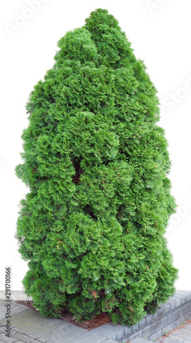 The evergreen coniferous tree of Thuja of ideal form grows on an urban stone pavement.