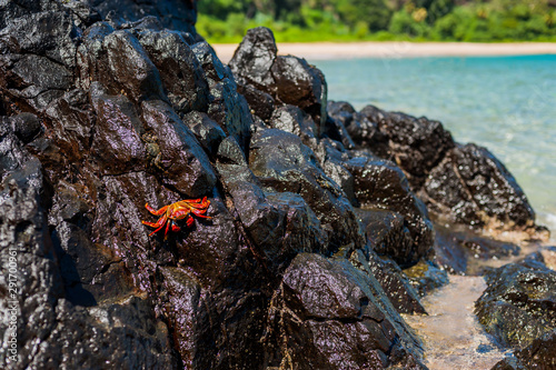 Carangueijo Fernando de Noronha photo