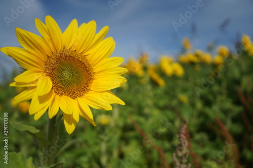 sonnenblume