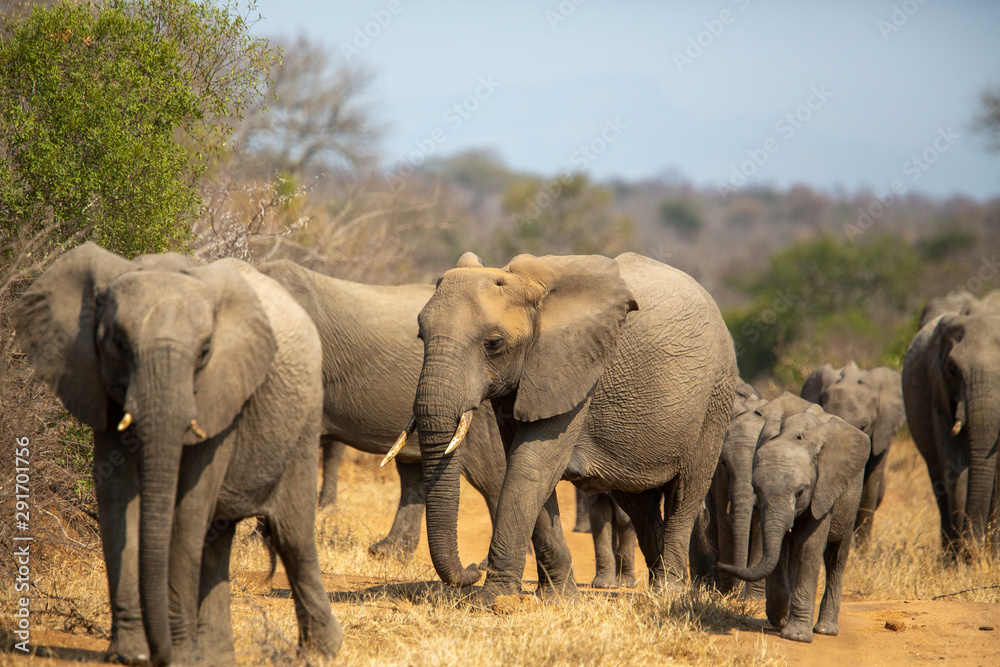 Breeding herd of elephant moving into the shade of a tree to rest up in the heat of spring Breeding herd of elephant moving into the shade of a tree to rest up in the heat of spring