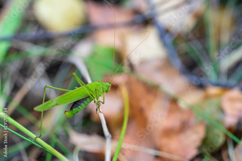 A large green locust with wings sits on grass in a natural habitat.