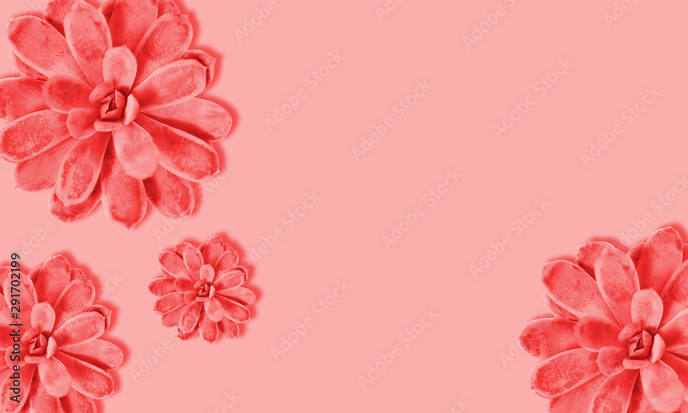 Colorful succulent plant on coral color background. Hard shadow. Hard light. Trend color.