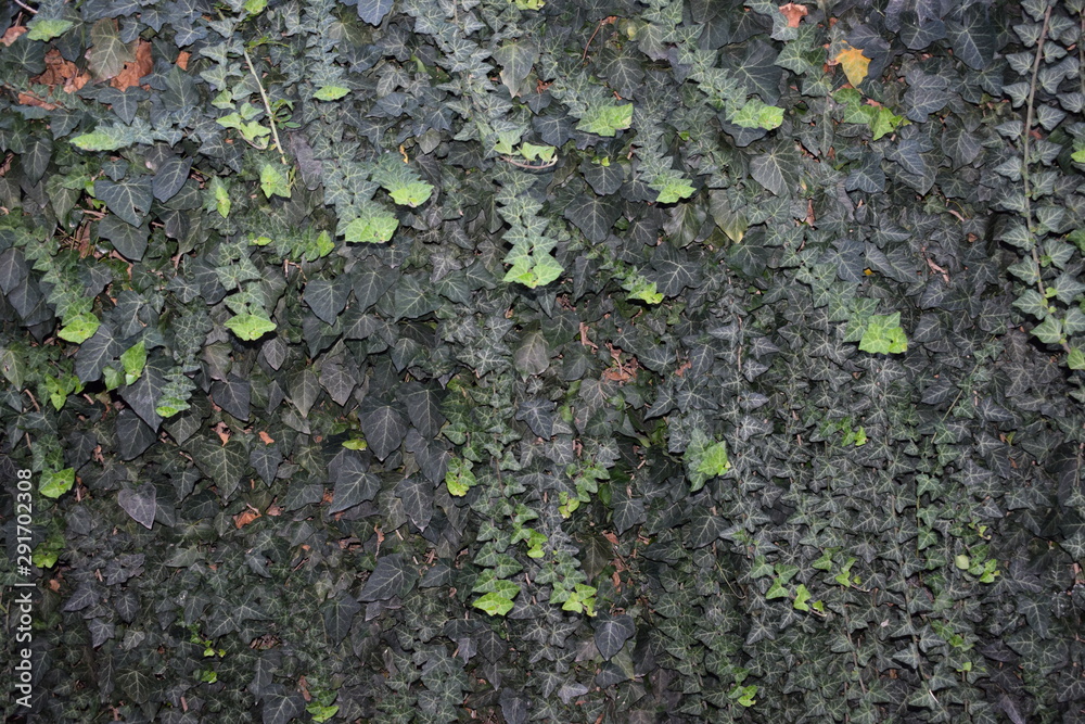 Texture. Wall.Grape. Vine. Texture. Wall.Grape. Vine.