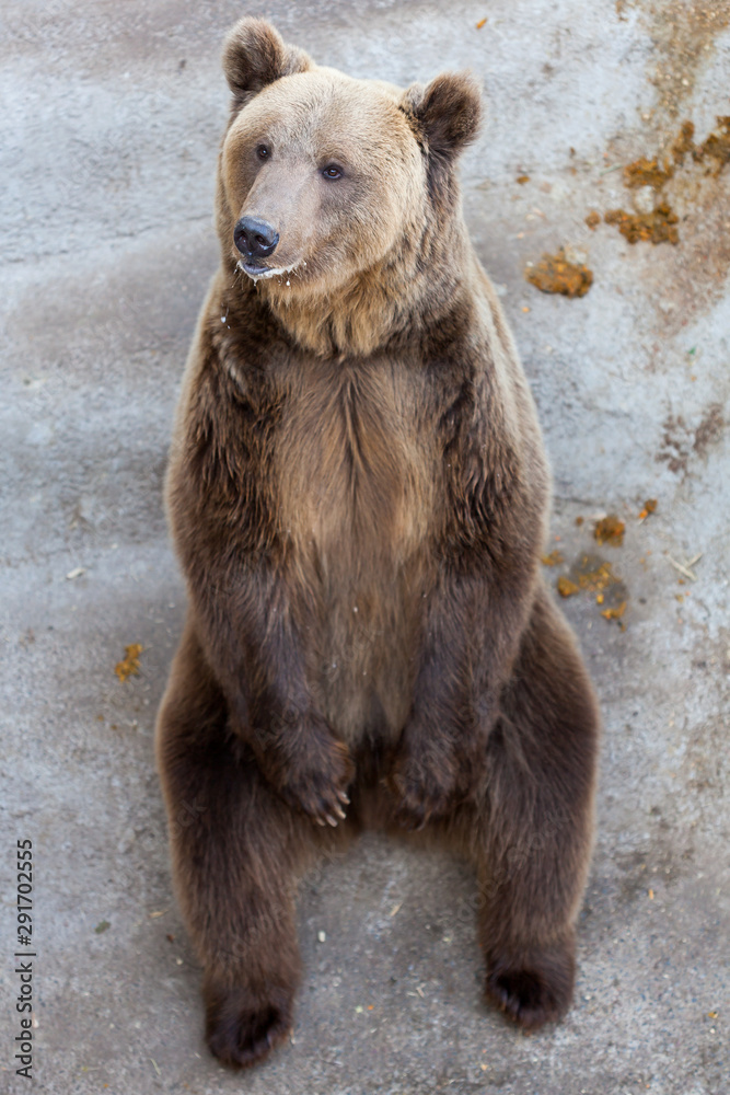 Obraz premium Brown bear at the zoo