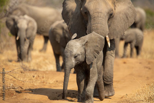 Breeding herd of elephant moving into the shade of a tree to rest up in the heat of spring